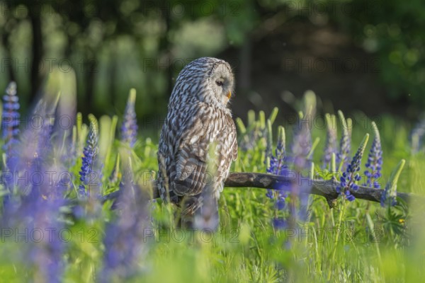 One Ural owl (Strix uralensis) sitting on a branch lying in a field of flowering lupines in late evening light
