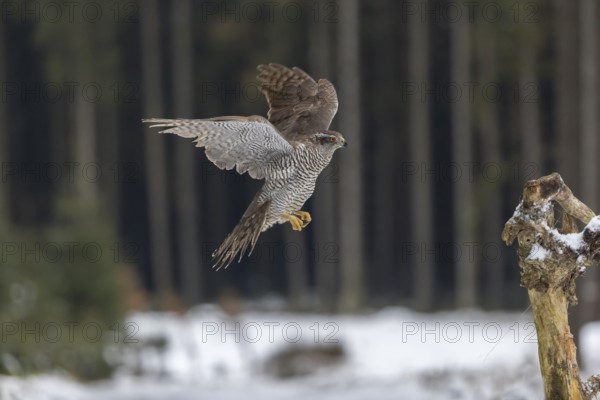 Northern goshawk, Accipiter gentilis, flying through a forest in winter and lands on a dead branch of a tree