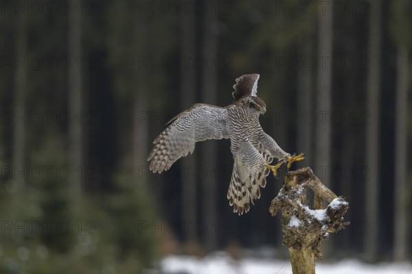 Northern goshawk, Accipiter gentilis, flying through a forest in winter and lands on a dead branch of a tree