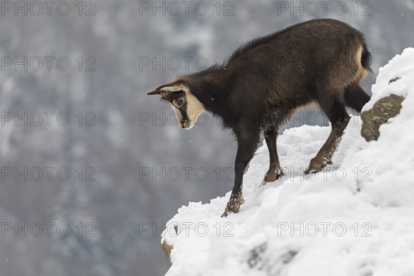 One chamois (Rupicapra rupicapra) standing on snow covered rocks, with distant forest in the background