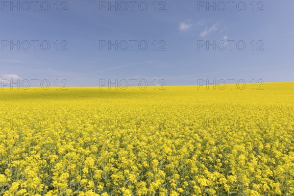 Field of blooming Rapeseed (Brassica napus) with blue sky