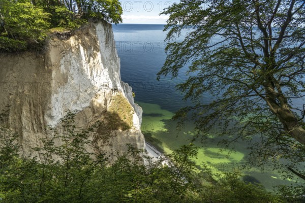 Cliffs and chalk cliffs Møns Klint, Mön Island, Denmark, Europe