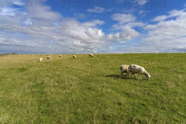 Sheep on the dyke of the Nordstrand peninsula, Nordfriesland district, Schleswig-Holstein, Germany, Europe