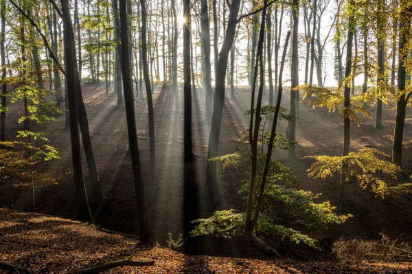 Autumn with morning sunshine in the forest, Fröndenberg, North Rhine-Westphalia, Germany, Europe