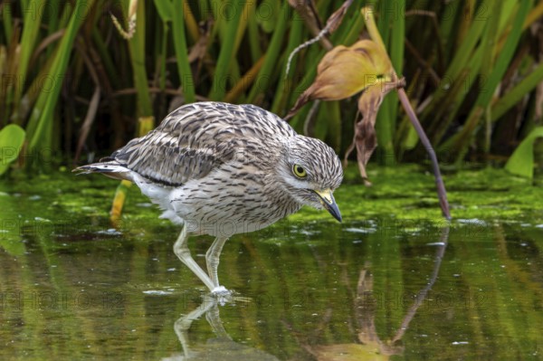 Eurasian stone-curlew, Eurasian thick-knee (Burhinus oedicnemus) foraging in shallow water of pond in autumn, fall