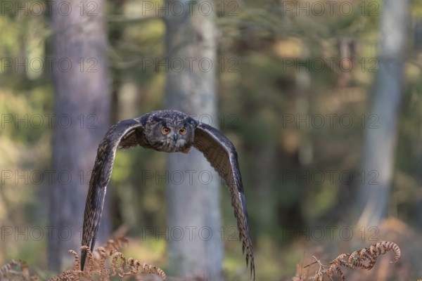 One Eurasian Eagle Owl, Bubo bubo, flying thru a forest with ferns on the ground