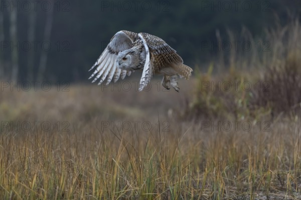 One Siberian Eagle Owl (Bubo bubo sibiricus) flying over tall reed grass lakeshore on an autumnal misty cold morning