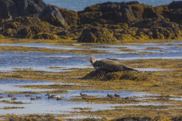 One harbor seal (Phoca vitulina), also known as the common seal, resting on a rock at the coast of Ytri Tunga, Iceland, Europe