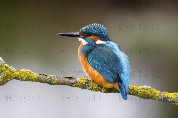 Kingfisher (Alcedo attis), adult male, perched on a branch, Hesse, Germany, Europe