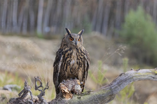 One Eurasian Eagle Owl, Bubo bubo, sitting on a root of a dead tree. A forest in the background