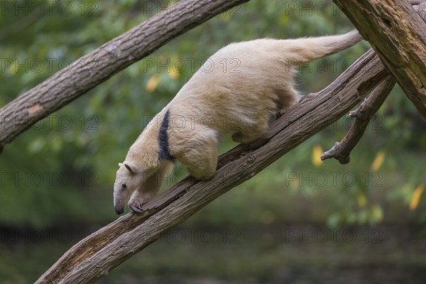 One southern tamandua (Tamandua tetradactyla), walking down a dead branch in a forest
