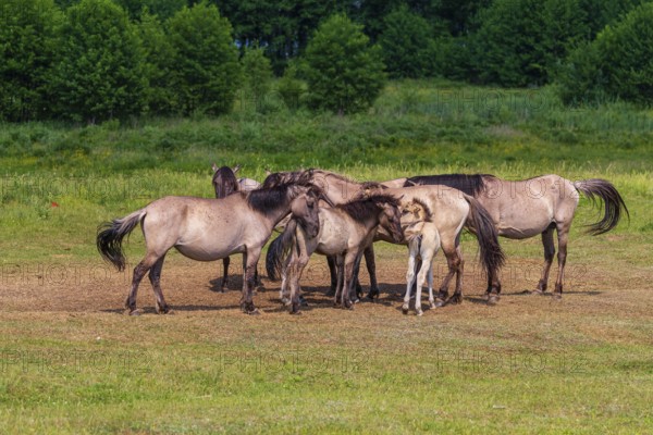 A herd of tarpans (Equus ferus) stands in a clearing in the Masuria tarpan horse reserve, belonging to the scientific station in Popielno, Masuria, North Poland