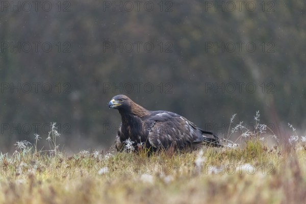 One golden eagle (Aquila chrysaetos) fsittin in a meadow during slight snow fall. A forest in the background