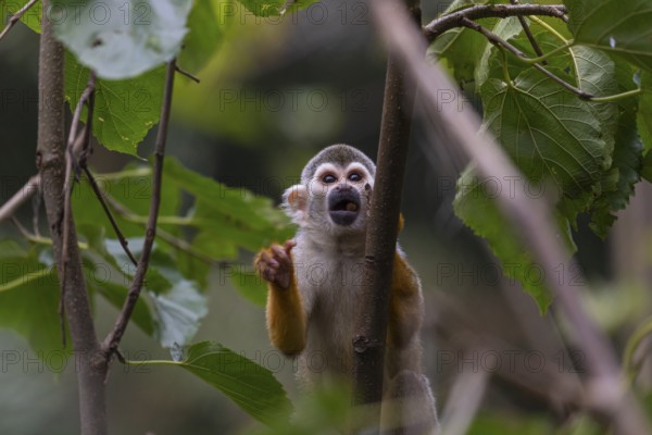 One baby Central American squirrel monkey, Saimiri oerstedii, climbing through bushes. Green vegetation around