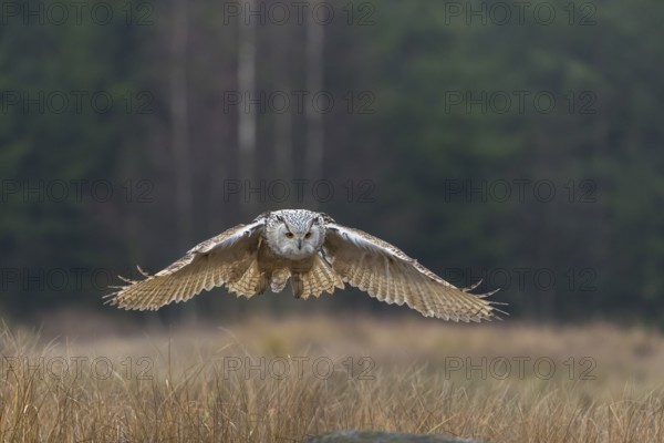 One Siberian Eagle Owl (Bubo bubo sibiricus) landing on a rock between tall reed grass lakeshore on an autumnal misty cold morning