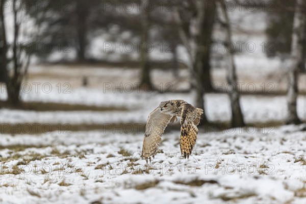 One Siberian Eagle Owl (Bubo bubo sibiricus) flying over a snowy meadow at the edge of a a forest