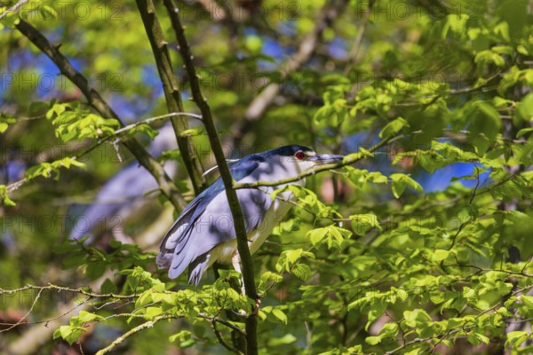 Two black-crowned night herons (Nycticorax nycticorax) or black-capped night heron sit in a tree