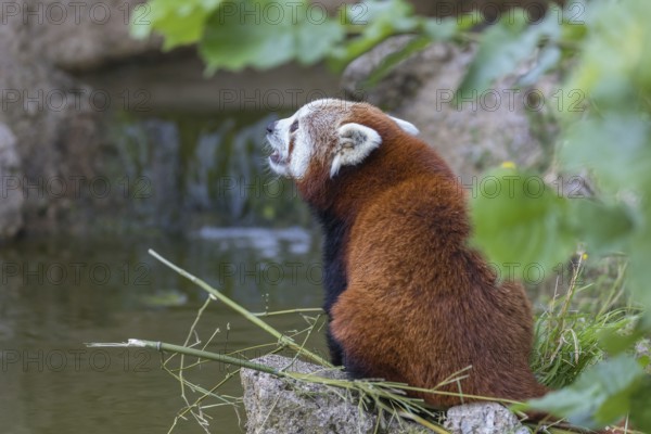 One red panda, Ailurus fulgens, sitting riverside on a rock, framed by green leafs. Some bamboo around and a small cascade and rocks in the background