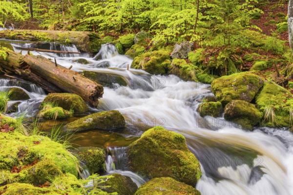 Kleine Ohe creek below Waldhaeuser village in the Bavarian Forest Nationalpark. Flowing water, little cascades, mossy stones and fresh green vegetation