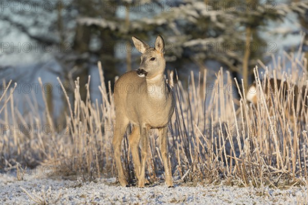 Roe deer standing in hoar frosted dead stinging nettle at minus 15 °C at sunrise. Trees and dead stinging nettle in background