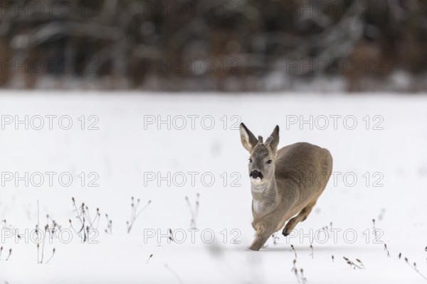 One young male Roe Deer, Roe buck (Capreolus capreolus), walking over a snowy meadow. Trees in the background