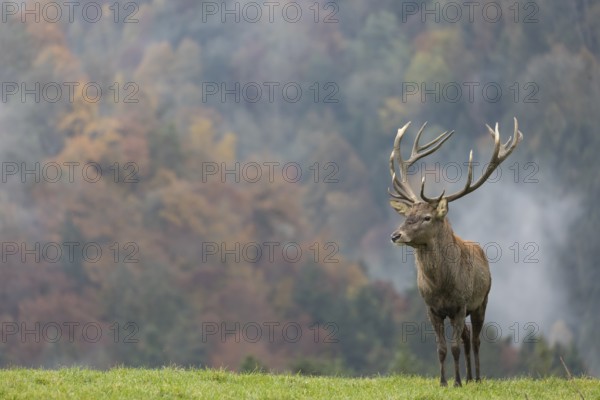 Red Deer buck at the end of the rutting season