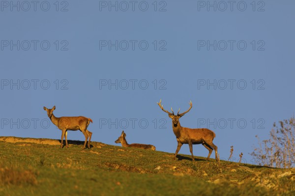One Red Deer stag (Cervus elaphus) and two does walking along a hill crest in late light with a blue sky behind him