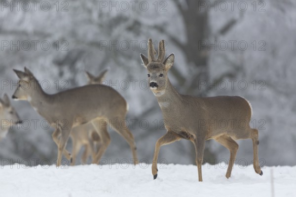 Some female and one male Roe Deer, (Capreolus capreolus), walking over a snowy meadow. Snow covered trees in the background