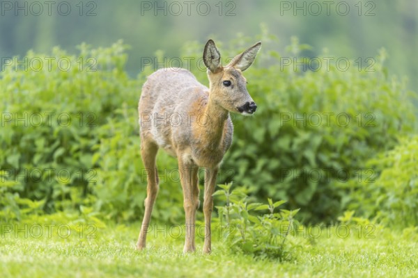 One female Roe Deer, (Capreolus capreolus), walking thru a thicket of stinging nettle in late evening light. Some green trees in the background
