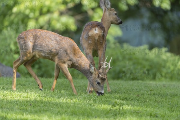 One male Roe Deer, Roe buck (Capreolus capreolus), grazing on a green meadow with some green trees in the background