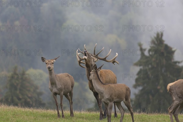 Red Deer buck standing on a meadow in autumn. Fog and trees in the background. Rutting season, rutting call