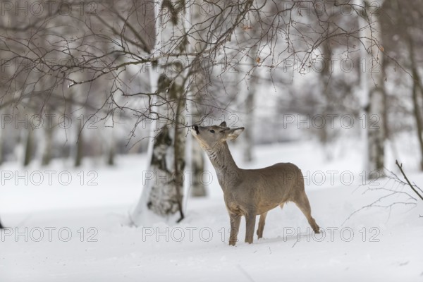 One young male Roe Deer, Roe buck (Capreolus capreolus), standing in a forest in deep snow. Trees in the background