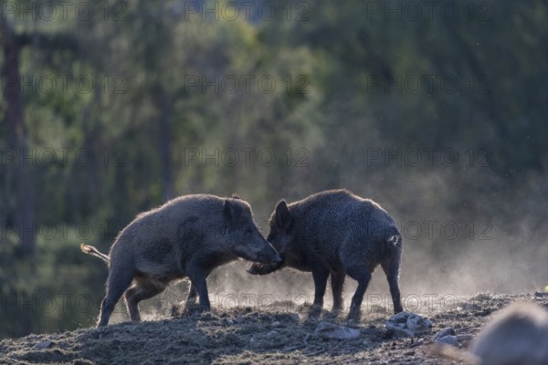 Two young wild boar or wild pig (Sus scrofa), play fighting on dusty soil with a green forest in the background