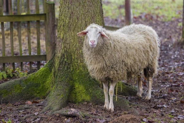 A female Waldschaf, Ovis gmelini aries, stands on a pasture