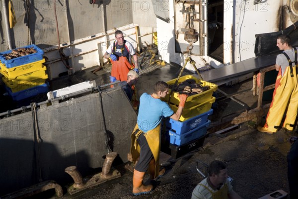 Fishing harbour unloaded fresh catch Bridlington, Yorkshire, England, United Kingdom, Europe
