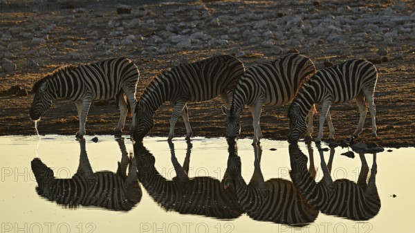 Herd of zebra, Burchell's zebra (Equus quagga burchellii) drinking at the water, waterhole, Etosha National Park, Namibia, Africa