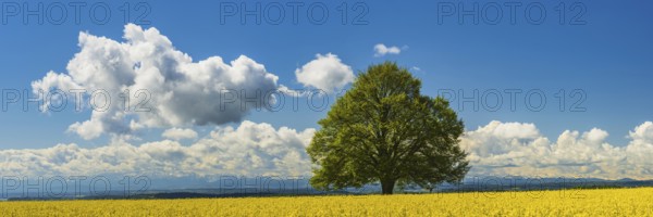Lime tree (Tilia) on the Hödinger Berg, Hödingen, Lake Constance district, Upper Swabia, Baden-Württemberg, Germany, Europe