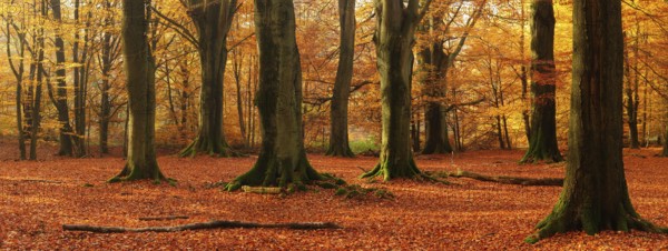 Panorama, huge old beech trees in the Hutewald forest in autumn in full autumn colour, natural monument, primeval forest Sababurg, Reinhardswald, Hesse, Germany, Europe