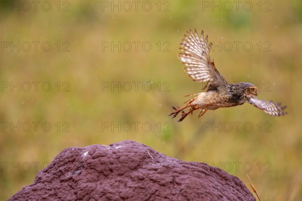 Burrowing owl (Speotyto cunicularia) Pantanal Brazil