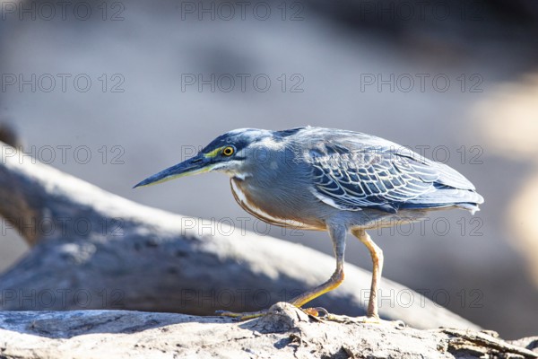 Mongrove Heron (Butorides striatus) Pantanal Brazil