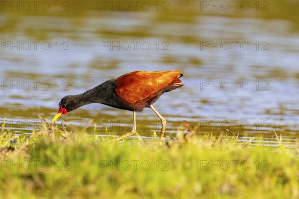 Red-fronted leaflet (Jacana jacana) Pantanal Brazil