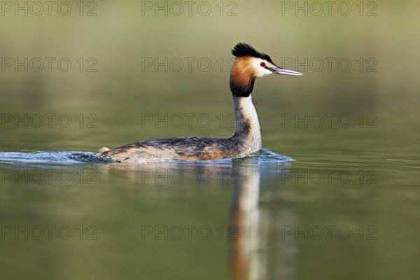 Great crested grebe (Podiceps scalloped ribbonfish), floating on the water in the morning light, Flachsee, Canton Aargau, Switzerland, Europe