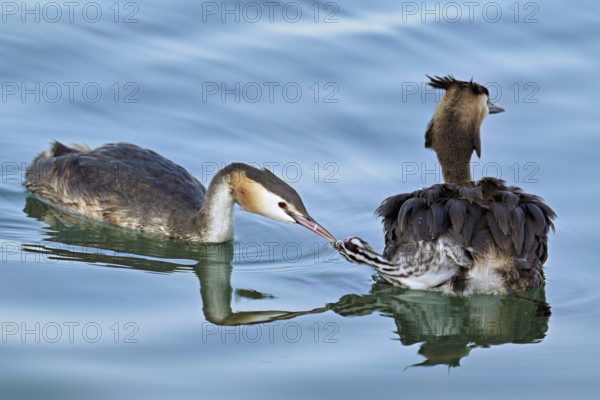 Great crested grebe (Podiceps scalloped ribbonfish) feeding its offspring, Lake Zug, Canton Zug, Switzerland, Europe