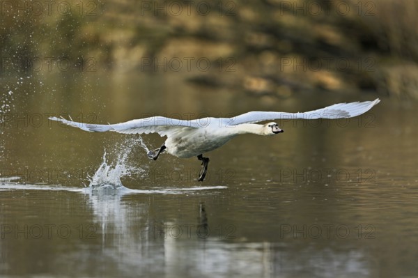 Mute swan (Cygnus olor), taking off from the water, Flachsee, nature reserve, Reusstal, Canton Aargau, Switzerland, Europe