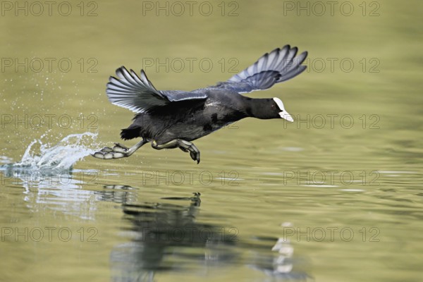 Eurasian Coot (Fulica atra), adult bird walking over water, Flachsee, Canton Aargau, Switzerland, Europe