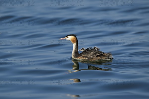 Great Crested Grebe (Podiceps Scalloped ribbonfish), with two chicks in plumage swimming in the water, Lake Zug, Kanon Zug, Switzerland, Europe