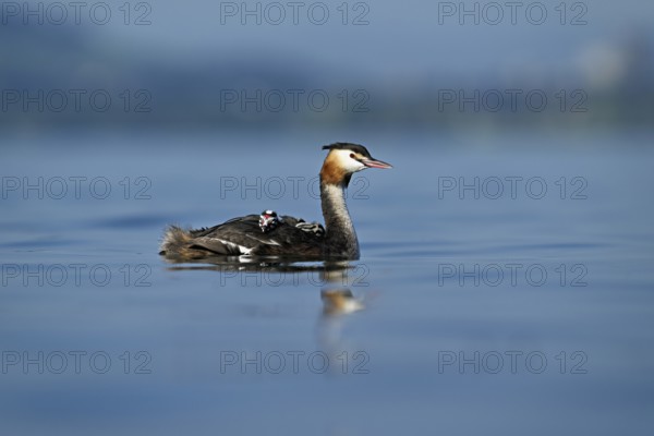 Great Crested Grebe (Podiceps Scalloped ribbonfish), with chicks in plumage swimming in the water, Lake Zug, Kanon Zug, Switzerland, Europe