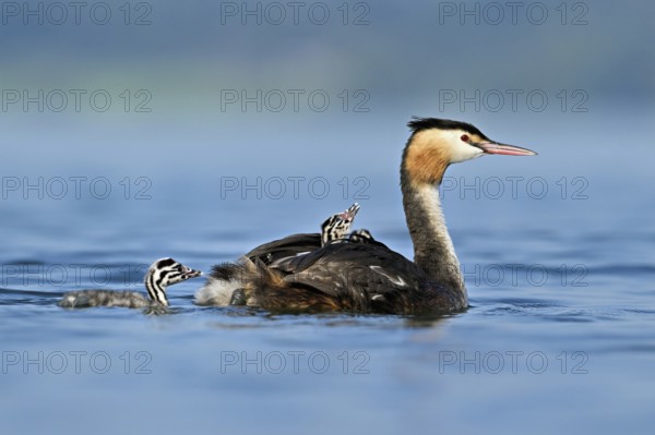 Great Crested Grebe (Podiceps Scalloped ribbonfish), with chicks in plumage swimming in the water, Lake Zug, Kanon Zug, Switzerland, Europe