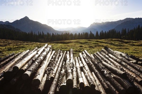 Cut tree trunks on the Postalm, Osterhorn group, Salzkammergut, Salzburg province, Austria, Europe