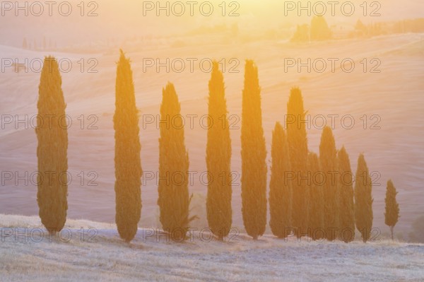 Cypress tres in a typical Tuscan landscape in Val d'Orcia with hills at sunrise in summer, Tuscany, Italy, Europe